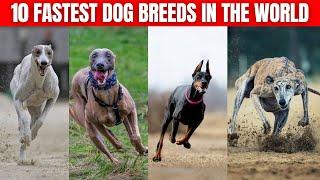 10 Fastest Dog Breeds in the World.