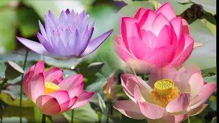 Lotus Flower Blooming Time Lapse Fast Motion - Instrumental Music