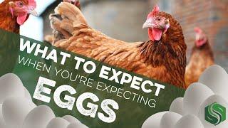 What to Expect When You're Expecting Your Chickens to Lay Eggs
