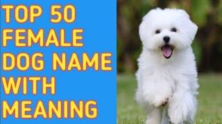 TOP 50 Most Popular Female Dog Names With Meaning / Reine O