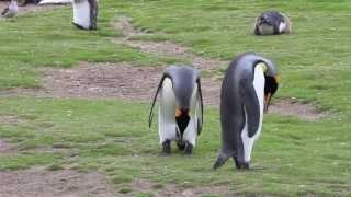 King Penguins Mating Start To Finish, Then They Switch!