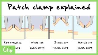 Patch Clamp Explained (Cell-Attached, Whole Cell, Inside Out, Outside Out Configurations) | Clip