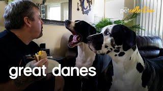 The Greatest Great Danes