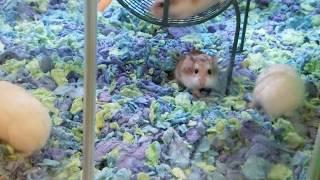 3 Robo Dwarf Hamsters Fighting In PetSmart! [FHD 60FPS]