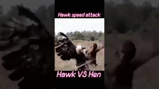 Hawk speed attack Hawk VS Nen#animals #tending #hawk #hen