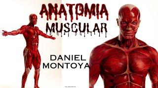 ANATOMIA MUSCULAR BY DANIEL MONTOYA