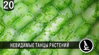 ТАЙНАЯ ЖИЗНЬ РАСТЕНИЙ. КЛЕТКИ ПОД МИКРОСКОПОМ