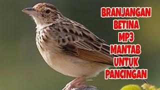 Branjangan betina mp3 mantab untuk pancingan