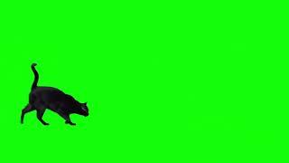 BLACK CAT WALK  JUMP GREEN SCREEN