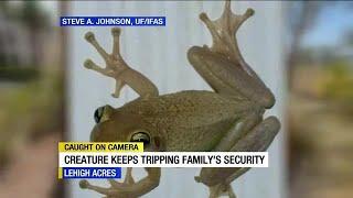 Weird critter keeps triggering Lehigh Acres security system at night