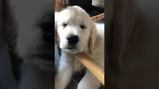 The Cutest Golden Retriever Puppy Sleeping and Snoring "Bear"