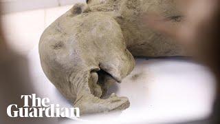 'World's best-preserved mammoth' found in Siberia