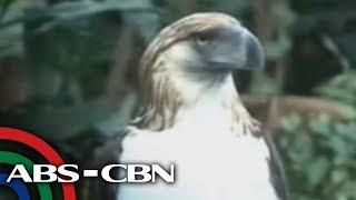 TV Patrol Socsksargen - Philippine Eagle week