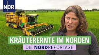 Aromatisch & würzig: leckere Küchenkräuter aus Niedersachsen | Die Nordreportage | NDR