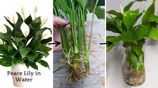 How to Grow a Peace Lily in Water /Plants In Water /How to Transplant Peace Lily from Soil to Water