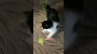 Выходной у кота каждый день / ГАРДЕЙ И ИВАНЫЧ #топ #дед #прикол #волгоград #кино #рек #shortsvideo