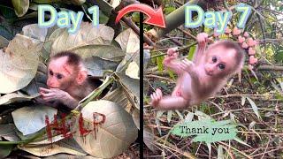 Before And After 7 Days After Picking Up The Baby Monkey-Full Version