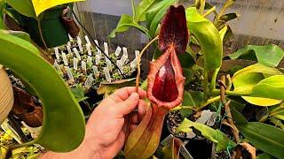 Nepenthes greenhouse tour, end of winter.