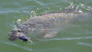 Koolubung Codzilla - Three Murray Cod