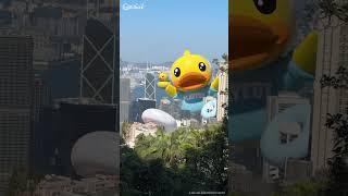 突發巨型B.Duck出沒注意  | BREAKING NEWSGiant B.Duck descends upon Hong Kong!  #bduck #bduckhk