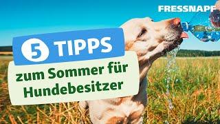 5 Tipps für den Sommer mit Hund