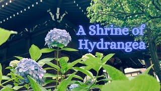 A Shrine of Hydrangea in Tokyo: Hakusan Jinja || あじさいの白山神社 || Kuil Bunga Bokor di Jepang