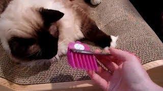 Cat Grooming Supplies -Scaredy Cut Cat Grooming Kit - ねこ - ラグドール -- Floppycats