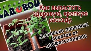 КАК ВЫРАСТИТЬ КРЕПКУЮ, ЗДОРОВУЮ РАССАДУ. Несколько советов от профессионалов