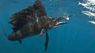 SAILFISH: Ocean speedsters | Oceana