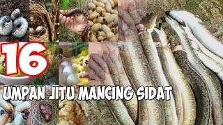 Ini Dia! 16 Daftar Umpan Mancing Sidat Paling Ampuh Paling Jitu Umpan Favorit Yang Harus Anda Coba