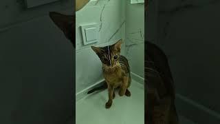 #abyssinian #catfunny #catlover #kitten #catvideos #cute #shorts #funnyanimal #кот #котики #смешно