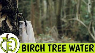 Birch Tree Water Review - Is It Healthy?