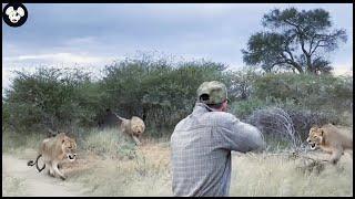 Amazing Video : How Do South African Hunters Deal With Thousands Of Lions With Rifles