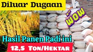 Tak Disangka...Hasil Panen Padi ini Mencapai 12,5 Ton Perhektar. Bibit Padi Unggul Panen Banyak 