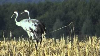 Tiere im Niederoderbruch (Liepe, Niederfinow, Falkenberg); 2003 bis 2006