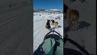 Приколы с собаками Собака скользит и трется попой об снег