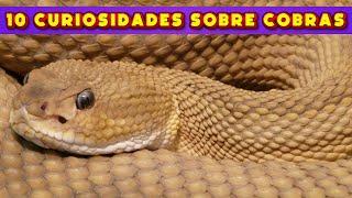 10 curiosidades sobre cobras#CURIOSIDADESDASCOBRAS