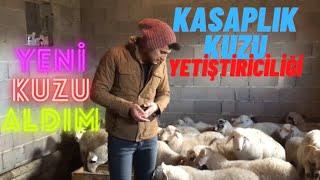 Kasaplık Kuzu Yetiştiriciliği. Yeni kuzular aldım :) #kuzu #kasaplıkkuzu #YiğitbeyÇiftliği