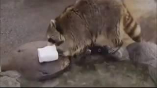 Raccoon loses his cotton candy