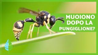 Le VESPE MUOIONO quando PUNGONO?  | Curiosità sugli Animali