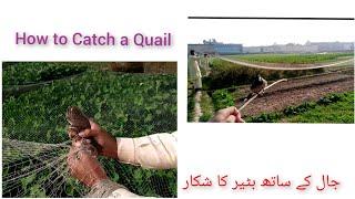 How to Catch a Quail with Net Batair Ka Shikar | Quail Hunting | Hunting in Pakistan