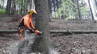 Chainsaw stihl MS 462 tree felling