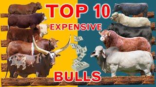 The World's Top 10 Most Expensive Bulls Ever Sold at the Auction