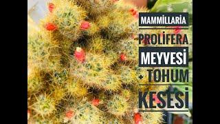 Mammillaria prolifera (teksas meme kaktüsü ) meyvesi (tohum kesesi)