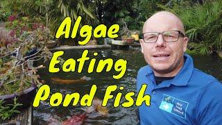Using Algae Eating Pond Fish