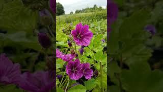 Malva Mauretania