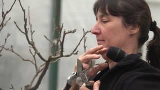 Ingela Wanerstrand teaches how to prune fruit trees at Plantamnesty Prune-a-thon, February, 2017