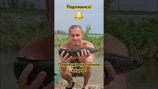 Удачный улов Змееголова! #рыбалка #fishing #алматы #змееголов #спиннинг #щука #rockfishing #tuna