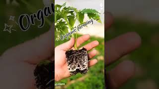 organic farming  ||mahi ve song..#shorts #nature #viral #youtubeshorts