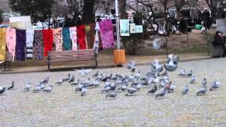 მშრალი ხიდის მტრედები     Doves Tbilisi